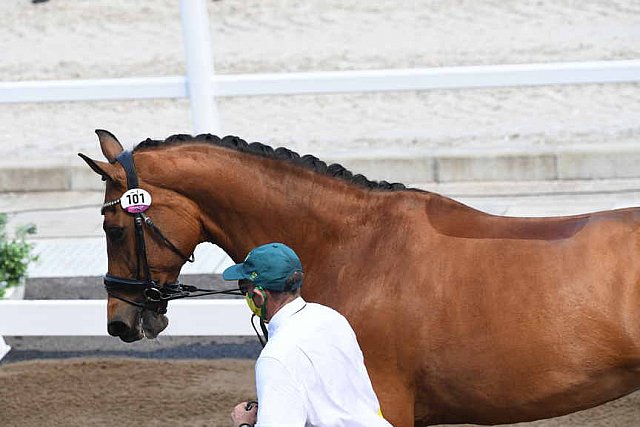 OLY-2020-DRESSAGE-JOG-7-24-21-0722-101-Mary Hanna-Calanta-AUS-DDEROSAPHOTO