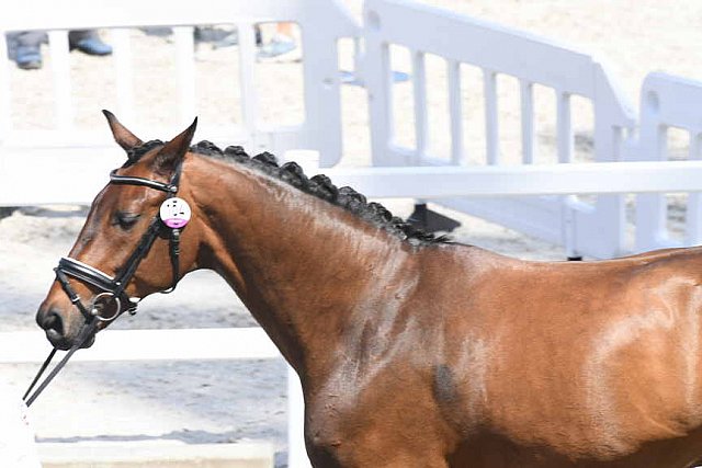 OLY-2020-DRESSAGE-JOG-7-24-21-0740-104-FLORIAN BACHER-FIDERTRAUM-AUT-DDEROSAPHOTO
