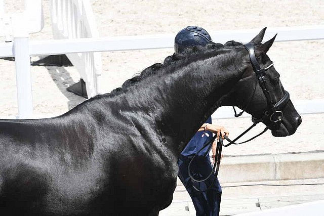 OLY-2020-DRESSAGE-JOG-7-24-21-0966-131-MAXINE COLLARD-CUPIDO PB-FRA-DDEROSAPHOTO