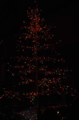 PCLI-12-1-11-HolidayShow-017-DDeRosaPhoto