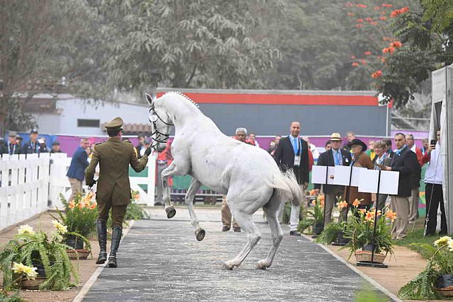 PanAm-Peru-EV-8-1-19-1082-LuisAlfonsoLarrondoMunoz-PuertoOctay-CHI-DDeRosaPhoto