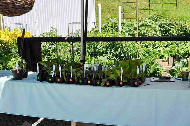 Pleasant-6-22-10-9799-DDeRosaPhoto