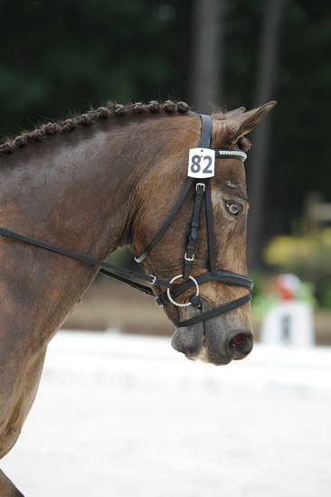 So8ths-5-4-12-Dressage-1230-DanaNorquist-FoothillsWaterman-DDeRosaPhoto