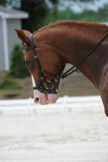 So8ths-5-4-12-Dressage-1333-MichaelLindsey-Hilife-DDeRosaPhoto