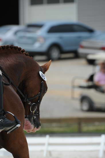 So8ths-5-4-12-Dressage-1343-MichaelLindsey-Hilife-DDeRosaPhoto