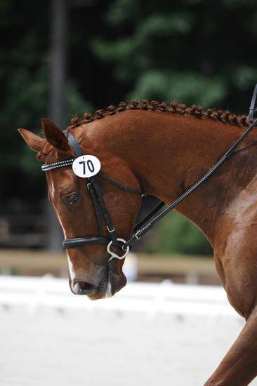 So8ths-5-4-12-Dressage-0884-KelseyBriggs-TheItalianJob-DDeRosaPhoto