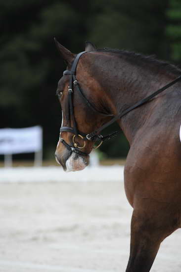 So8ths-5-4-12-Dressage-1069-KindellBillingsley-Keeneland-DDeRosaPhoto