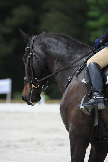 So8ths-5-4-12-Dressage-1117-SarahMorton-Womble-DDeRosaPhoto