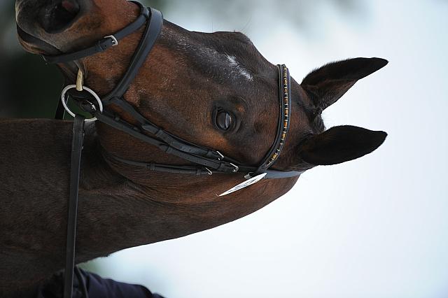 So8ths-5-4-12-Dressage-0586-LindsayStaianoWilliams-TriumphII-DDeRosaPhoto