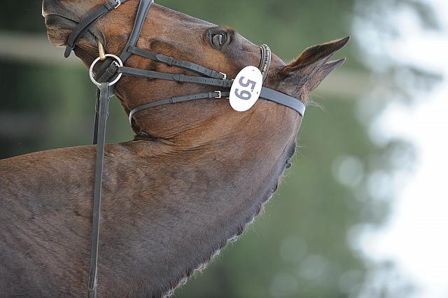 So8ths-5-4-12-Dressage-0587-LindsayStaianoWilliams-TriumphII-DDeRosaPhoto