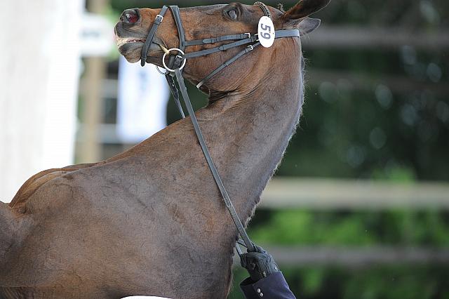 So8ths-5-4-12-Dressage-0616-LindsayStaianoWilliams-TriumphII-DDeRosaPhoto