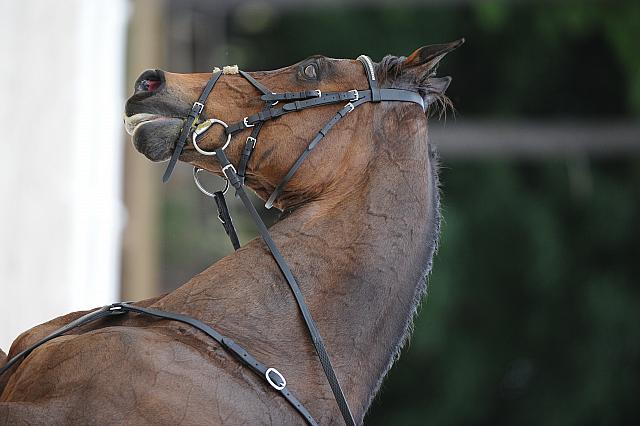 So8ths-5-4-12-Dressage-0643-GwenKriskie-Barney-DDeRosaPhoto