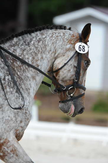 So8ths-5-4-12-Dressage-0809-RisaMoon-LilyB-DDeRosaPhoto