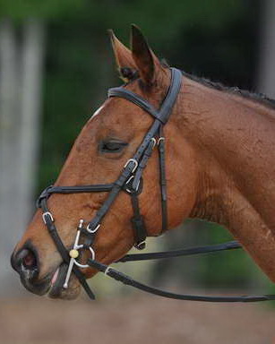 So8ths-5-4-12-Dressage-0447-LaurenTracey-Ransom-DDeRosaPhoto