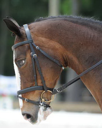So8ths-5-4-12-Dressage-1052-KindellBillingsley-Keeneland-DDeRosaPhoto