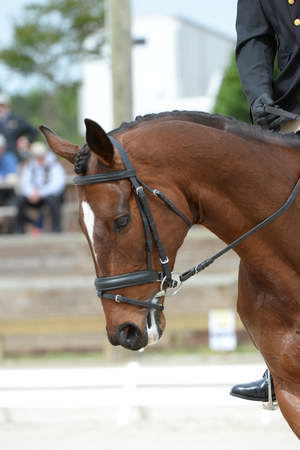So8ths-5-3-13-Dressage-5169-MannyDiemer-Krugerrand-DDeRosaPhoto