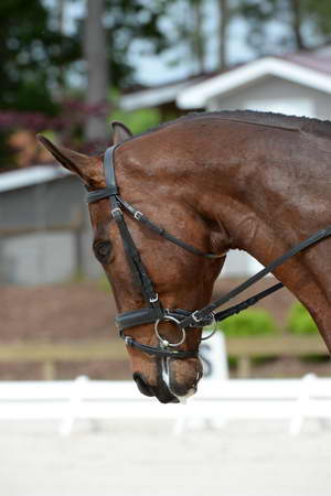 So8ths-5-3-13-Dressage-5170-MannyDiemer-Krugerrand-DDeRosaPhoto