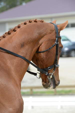So8ths-5-3-13-Dressage-5241-SamanthaDiMaria-Valentine-DDeRosaPhoto