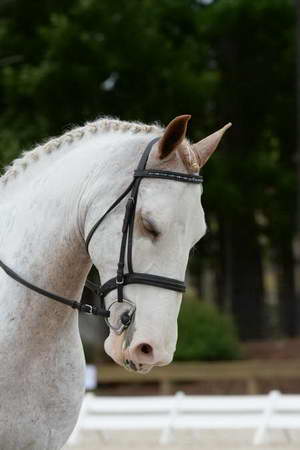 So8ths-5-3-13-Dressage-4879-LaurieWettstone-Moonstruck-DDeRosaPhoto