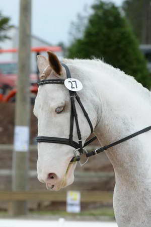 So8ths-5-3-13-Dressage-4889-LaurieWettstone-Moonstruck-DDeRosaPhoto