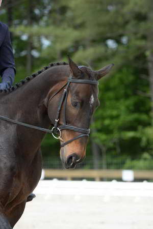 So8ths-5-3-13-Dressage-5012-KaitlynnMosing-Powerhound-DDeRosaPhoto