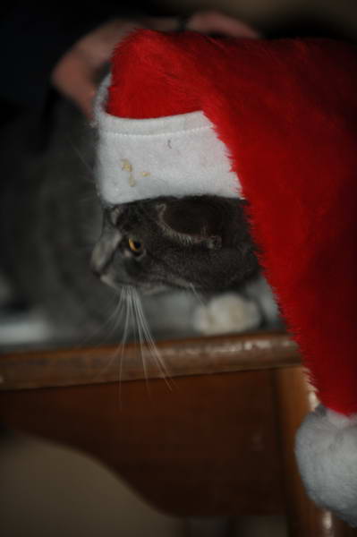 Cats-12-20-09-133-DDeRosaPhoto.jpg