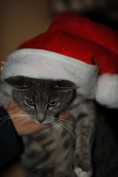 Cats-12-20-09-138-DDeRosaPhoto.jpg