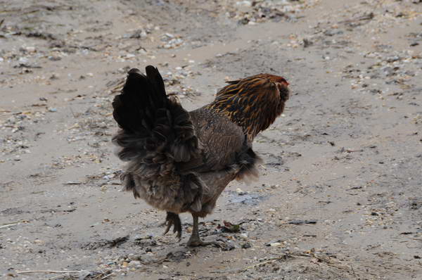 Chickens-4-4-09-36-DDeRosaPhoto.jpg