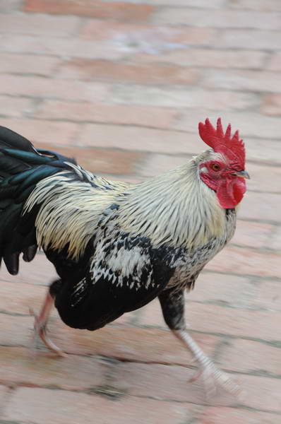 Rooster-4-4-09-40-DDeRosaPhoto.jpg