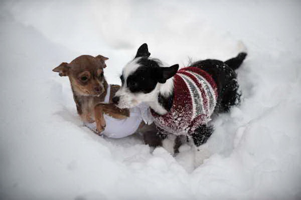 Dogs-12-20-09-77-DDeRosaPhoto.jpg