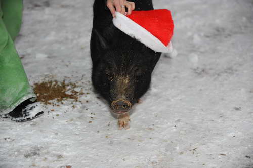 Pig-12-20-09-99-DDeRosaPhoto.jpg
