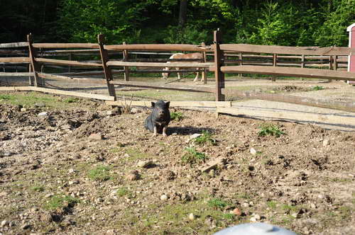 Pig-5-14-09-034-DDeRosaPhotos.jpg