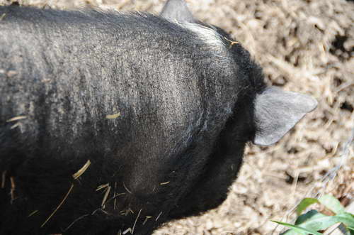 Pig-5-5-09-25-DDeRosaPhoto.jpg