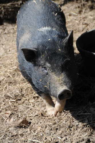 Pig-5-5-09-32-DDeRosaPhoto.jpg