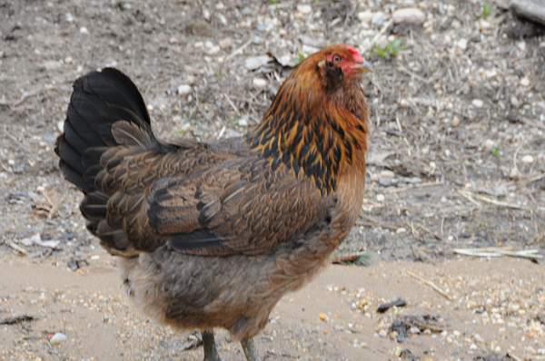 Property-4-4-09-38-DDeRosaPhoto