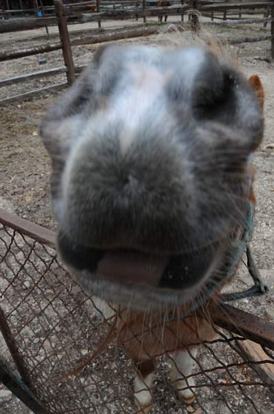 Property-4-4-09-51-DDeRosaPhoto