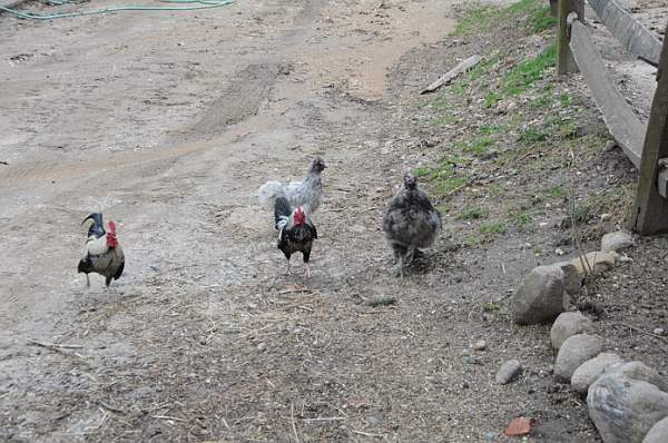 Property-4-4-09-56-DDeRosaPhoto