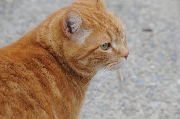 Property-4-4-09-74-DDeRosaPhoto