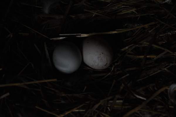 Property-4-4-09-76-DDeRosaPhoto