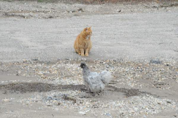 Property-4-4-09-80-DDeRosaPhoto