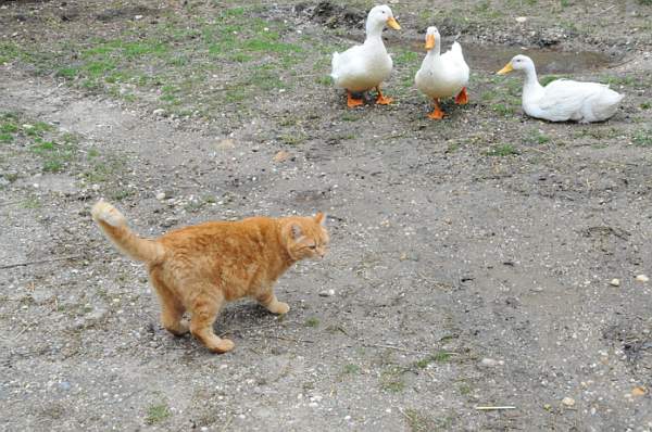 Property-4-4-09-88-DDeRosaPhoto