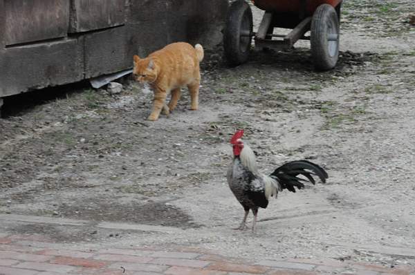 Property-4-4-09-92-DDeRosaPhoto