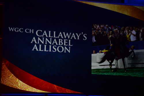 USEF-1-11-14-7363-DDeRosaPhoto