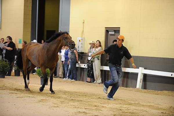 USHJA-Derby-8-19-10-Jog-DER_6876-DDeRosaPhoto.JPG