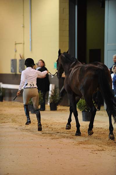 USHJA-Derby-8-19-10-Jog-DER_6899-DDeRosaPhoto.JPG