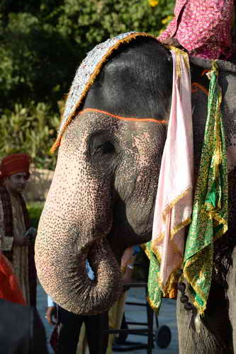 Vivuchi Wedding-11-22-23-2016-9727-DDeRosaPhoto