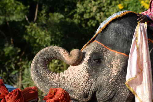 Vivuchi Wedding-11-22-23-2016-9736-DDeRosaPhoto