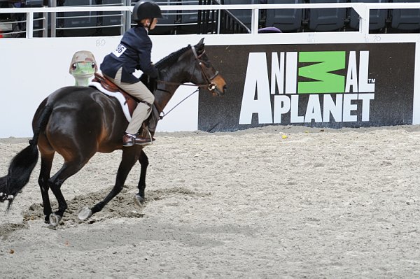Animal_Planet-WIHS3-10-31-10-Cl113-MedPnyHtr-9473-HighlandsHeavenSent-ParkerWright-Barrel-DDeRosaPhoto.jpg