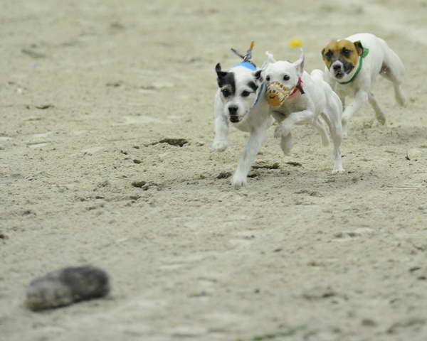 Terriers-WIHS2-10-30-10-8604-DDeRosaPhoto.JPG