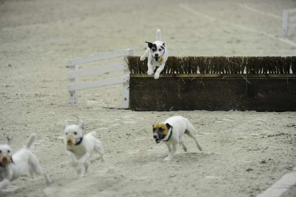 Terriers-WIHS2-10-30-10-8643-DDeRosaPhoto.JPG